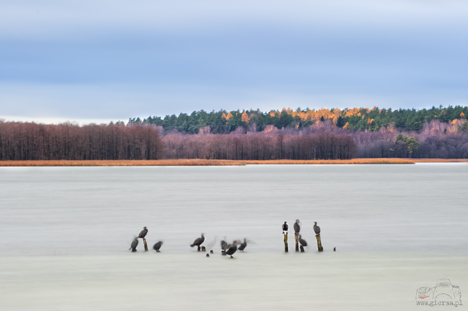 Piaski - jezioro Wigry - 11.11.2015